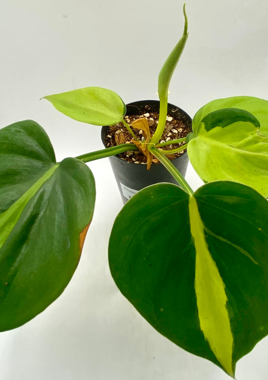 Philodendron Brasil