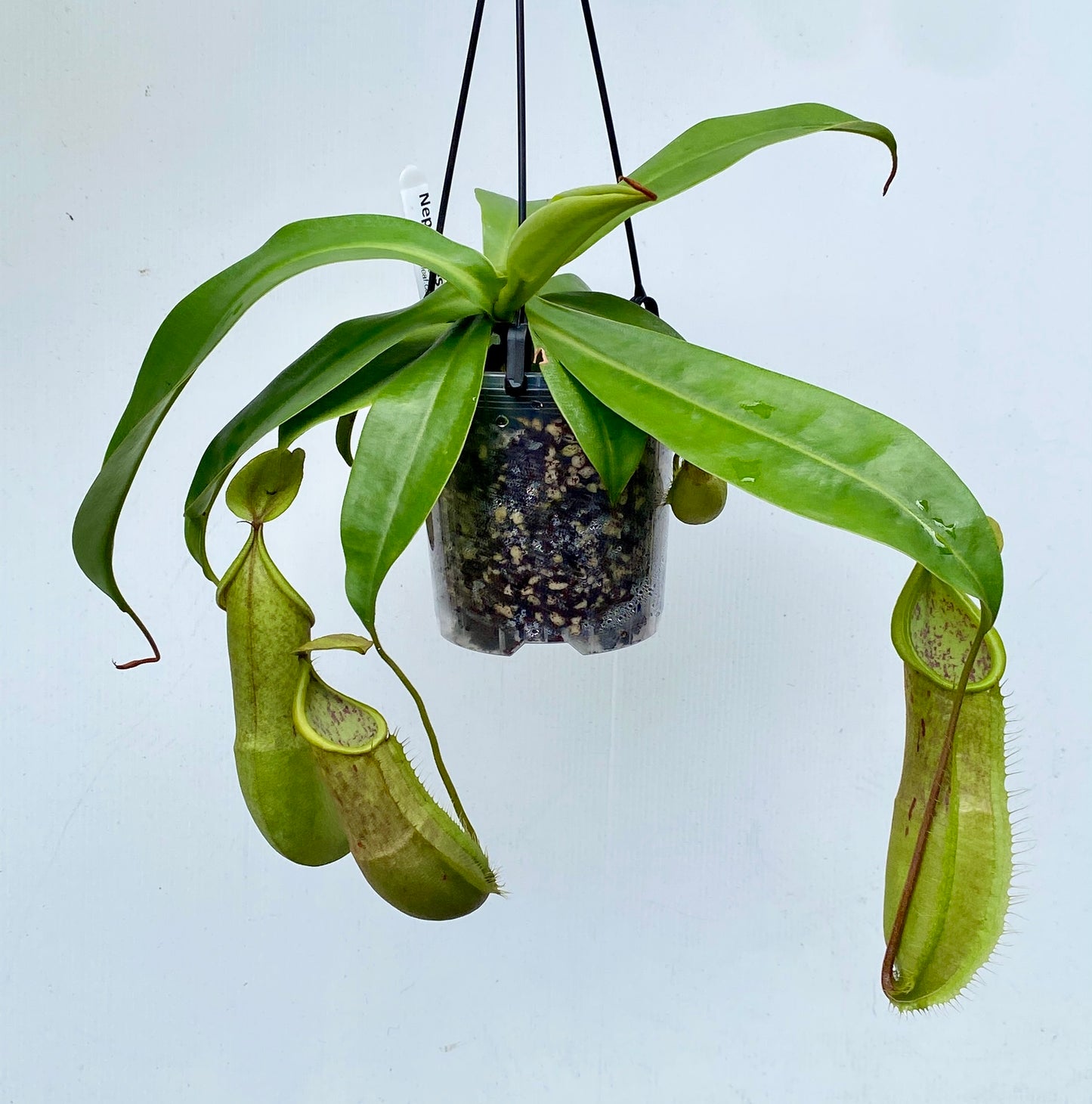 Nepenthes Louisa -  (N. Rebecca Soper x N. Hirsuta) - M