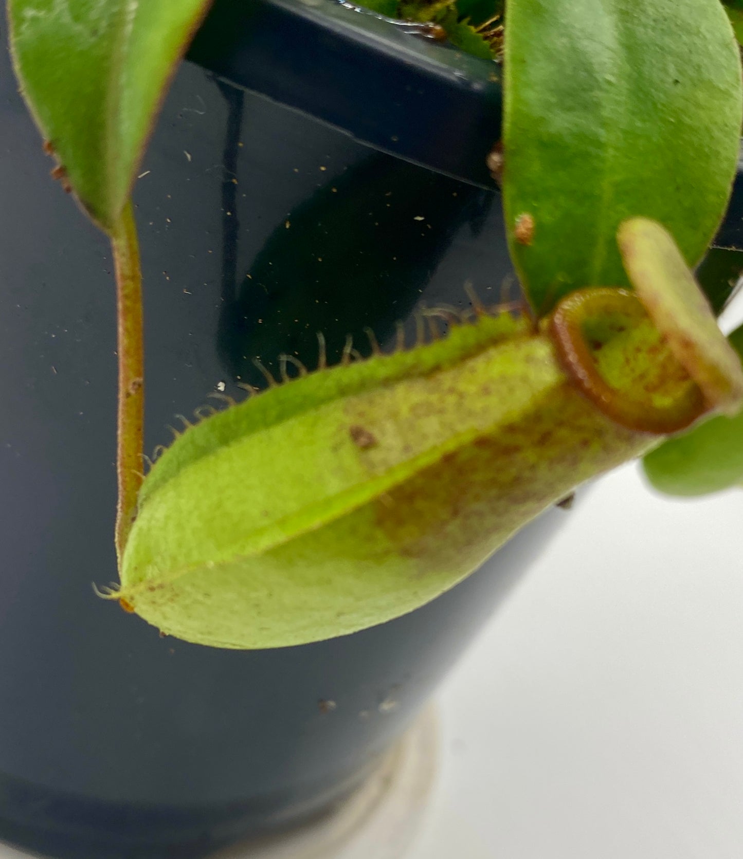 N. (Ventricosa x Sibuyanensis) x Minima - seed grown