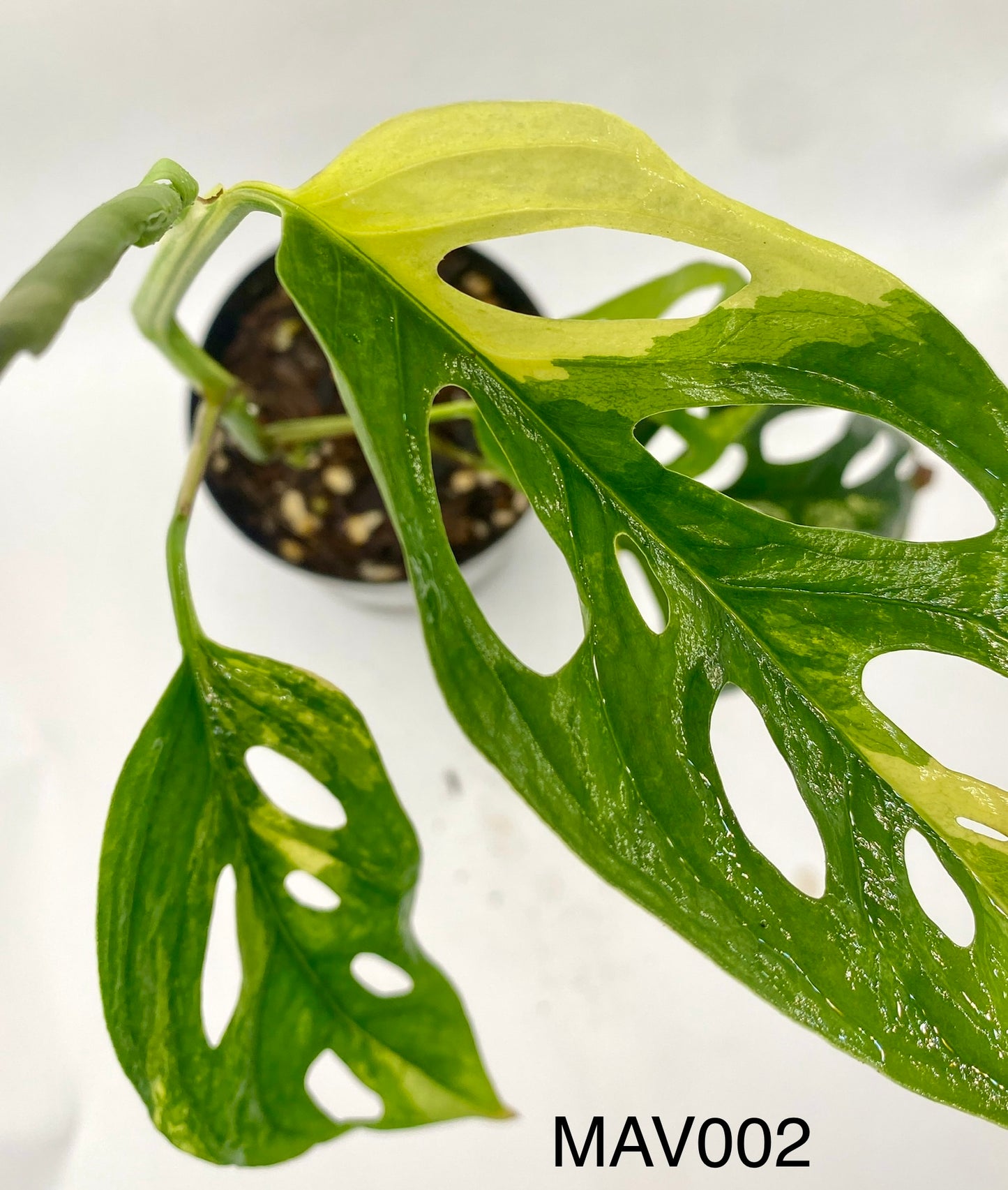 Monsters adonsii - variegated