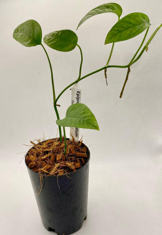 Epipremnum Pinnatum - cebu blue
