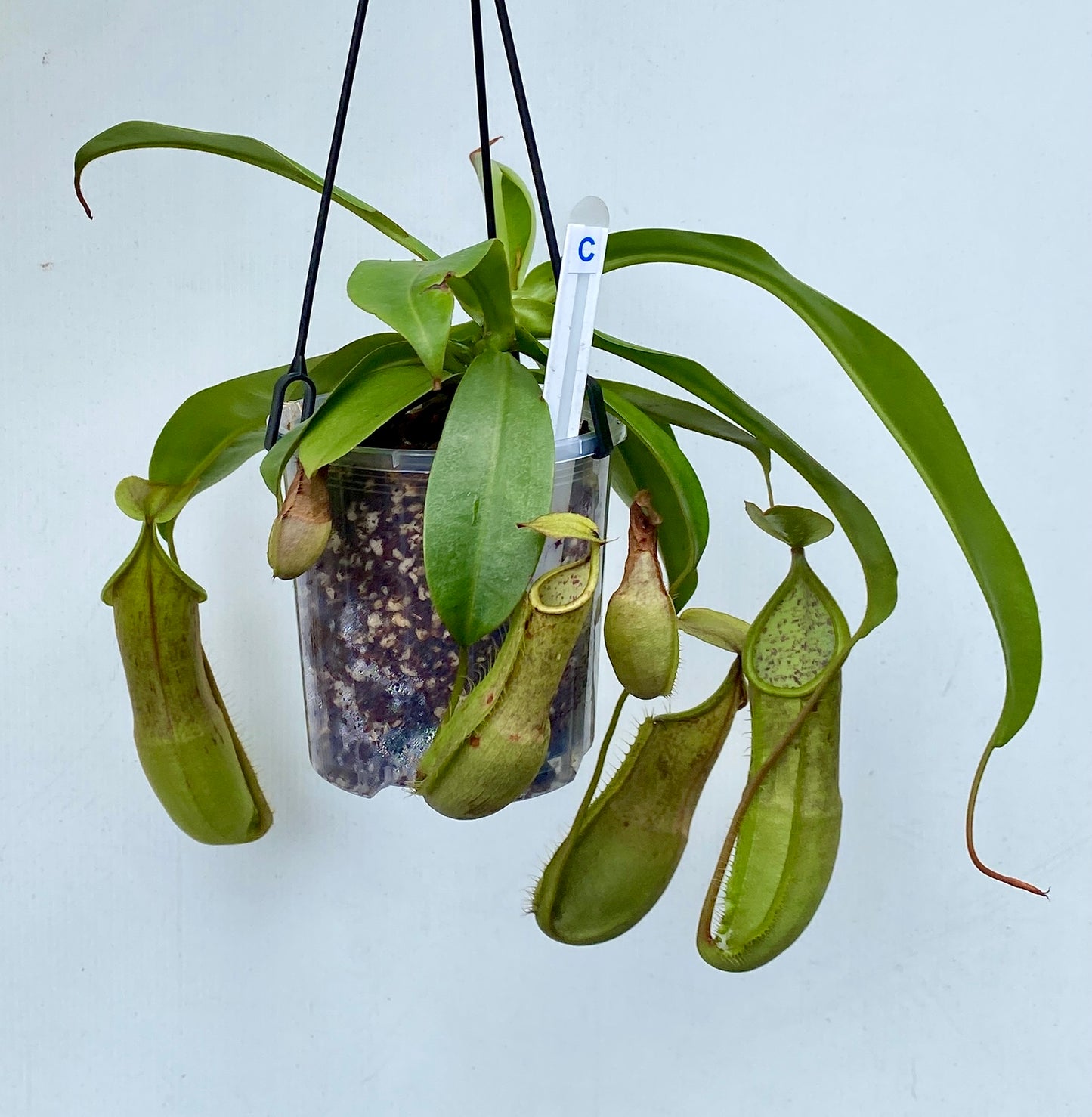 Nepenthes Louisa -  (N. Rebecca Soper x N. Hirsuta) - M