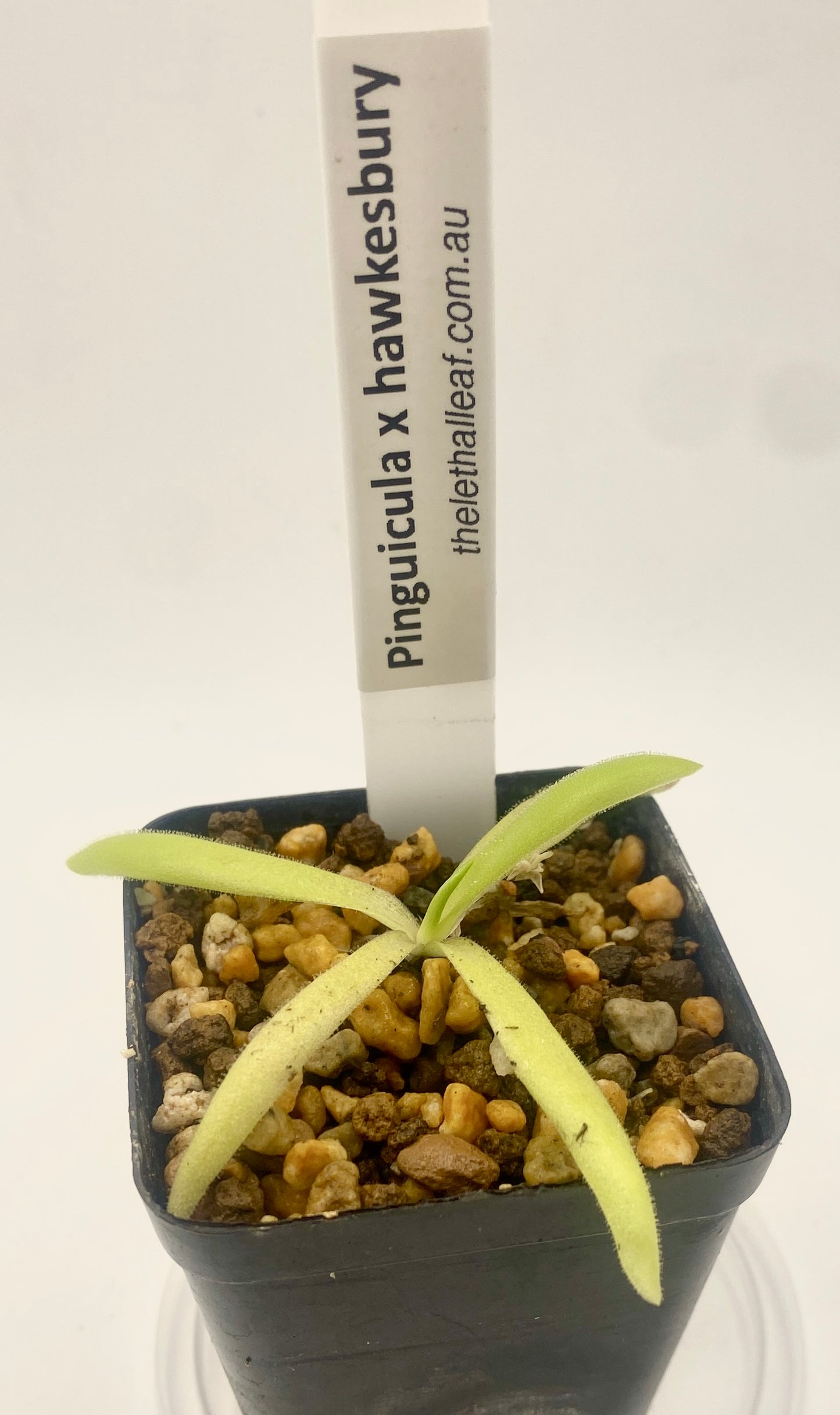 Pinguicula - x Hawkesburry
