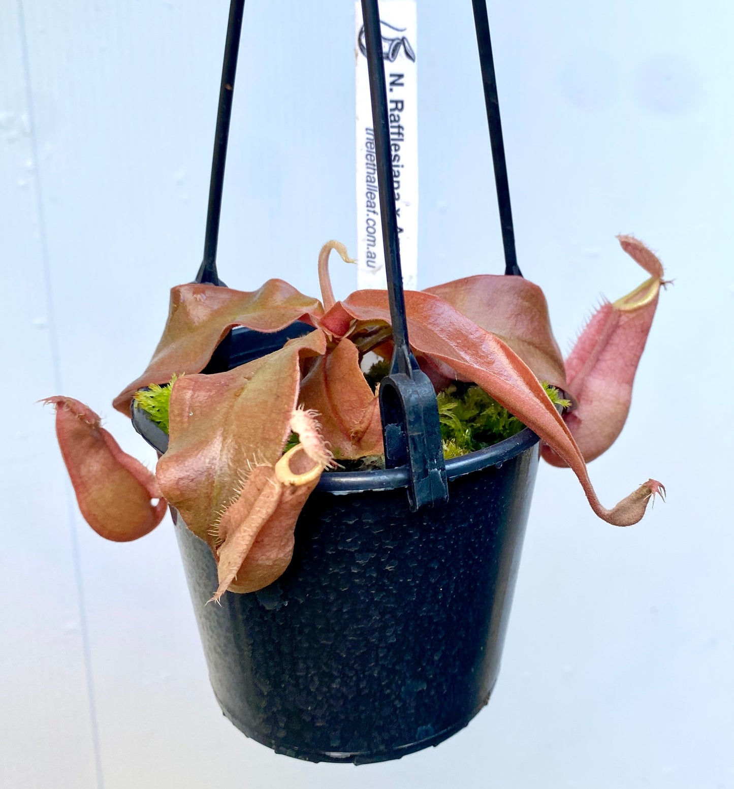 Nepenthes rafflesiana x ampullaria - S