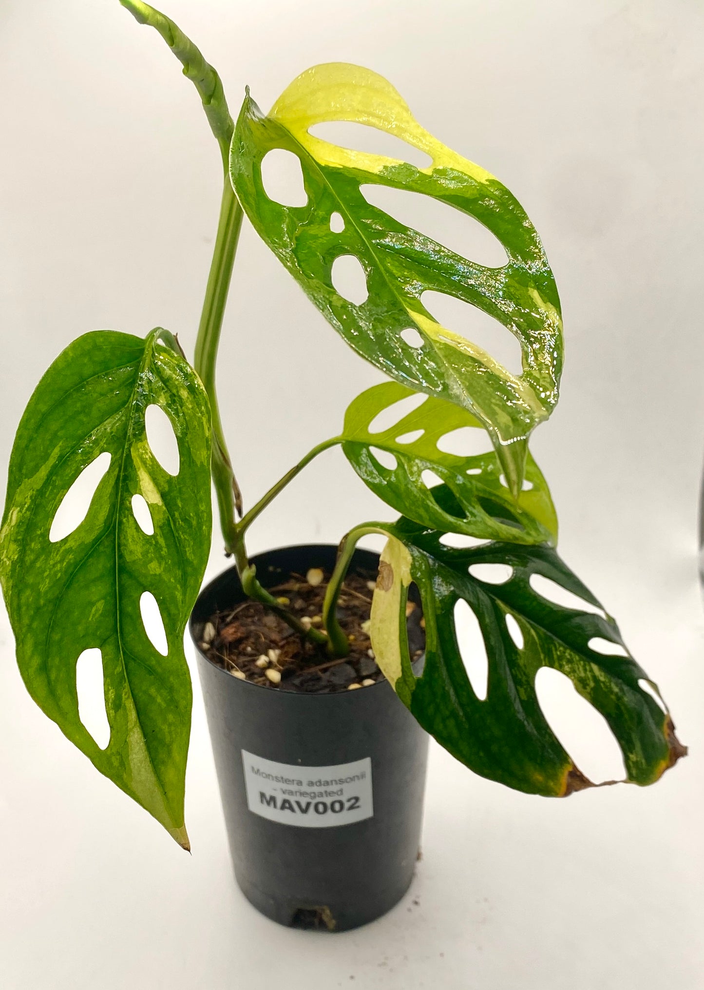 Monsters adonsii - variegated
