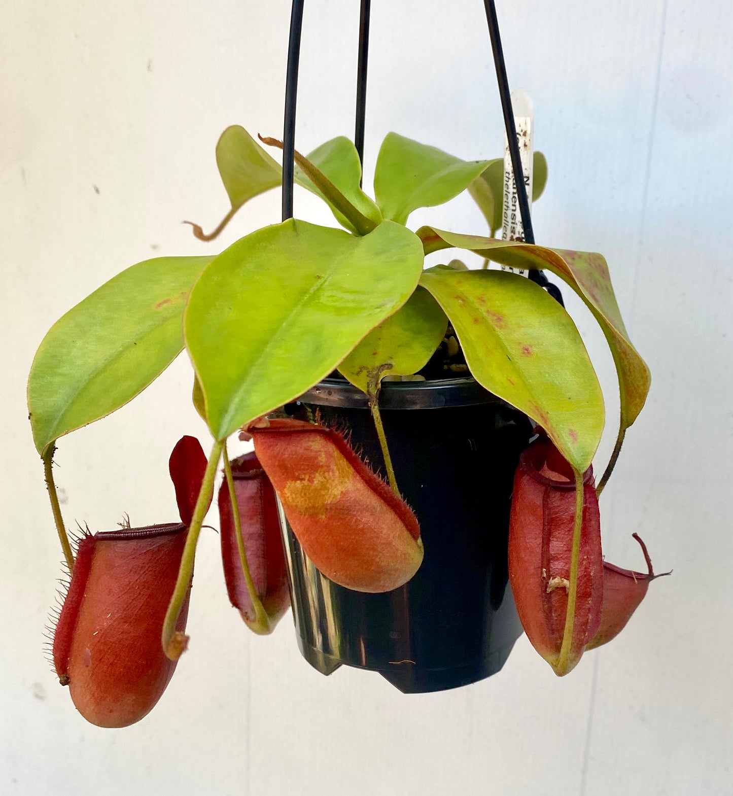 Nepenthes ampullaria x (sibuyanensis x ventricosa) - S/M