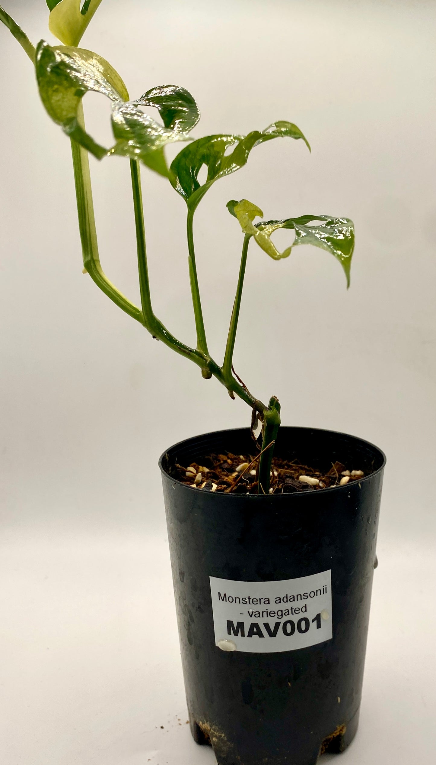 Monsters adonsii - variegated