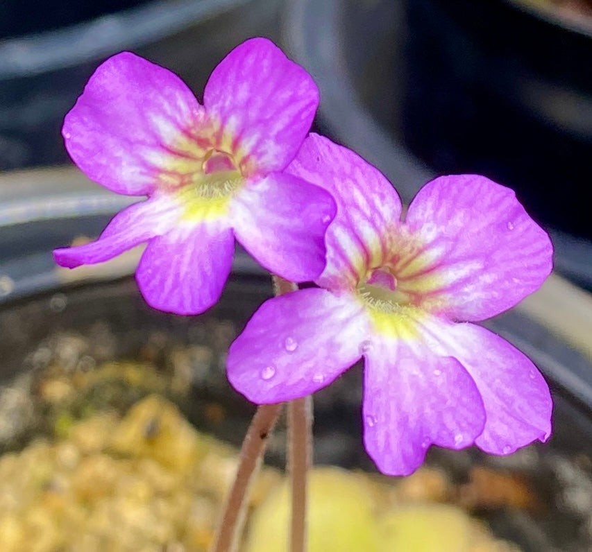 Pinguicula - agnata x potosiensis