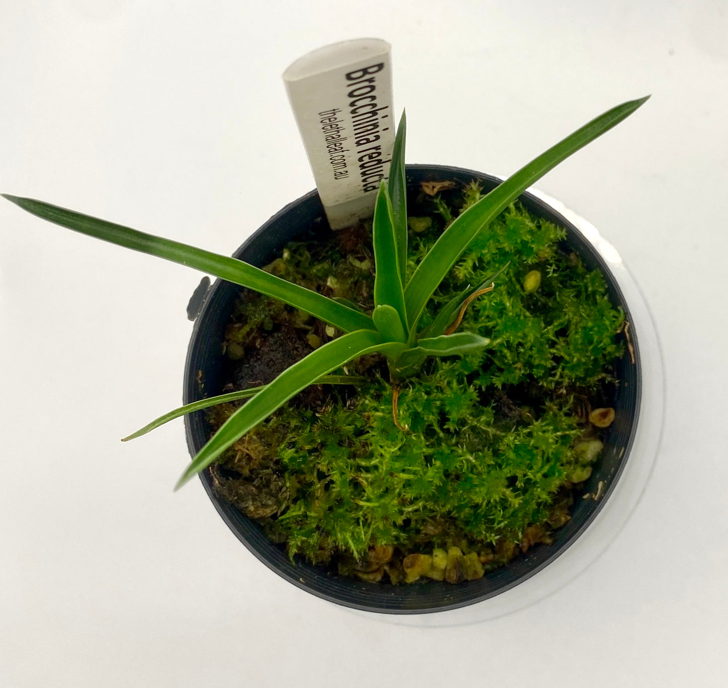Brocchinia reducta