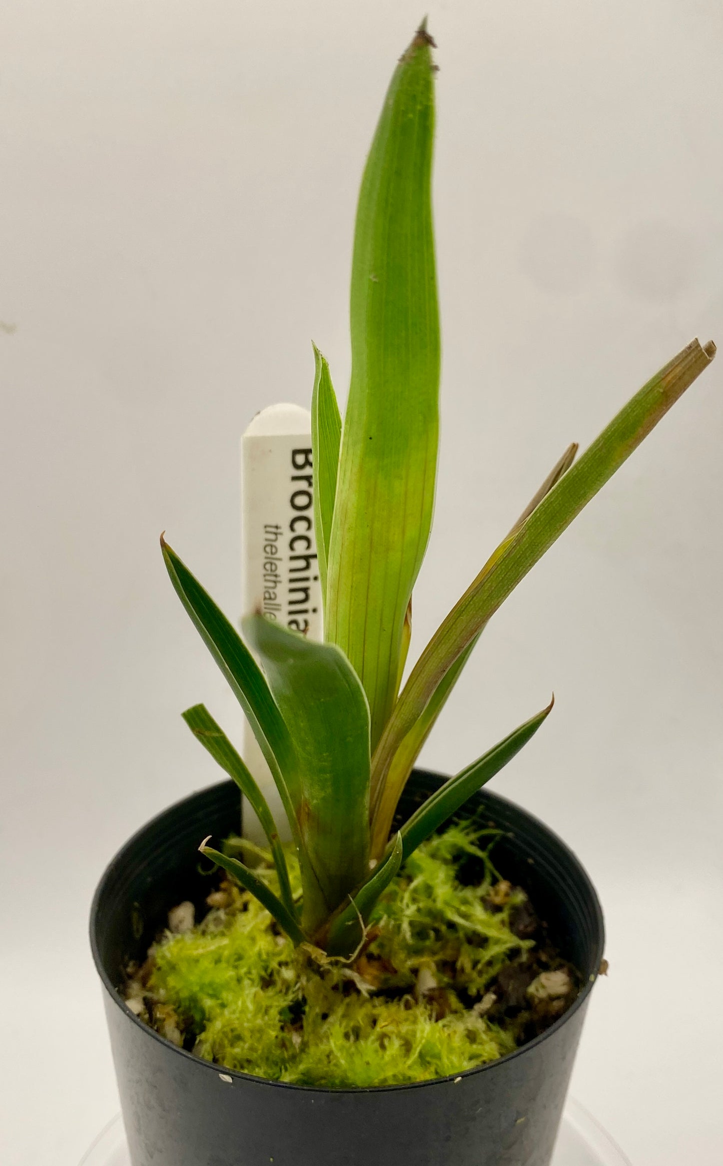 Brocchinia reducta