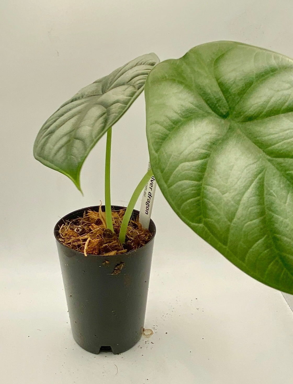 Alocasia Silver Dragon