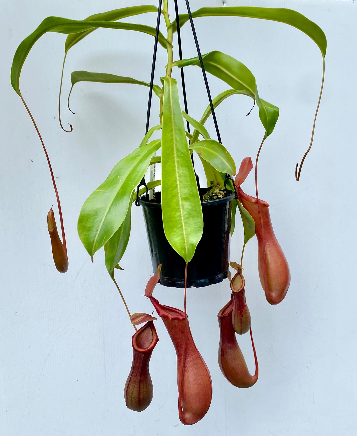 Nepenthes St Gaya (N. khasiana x (ventricosa x maxima) - M & M/L