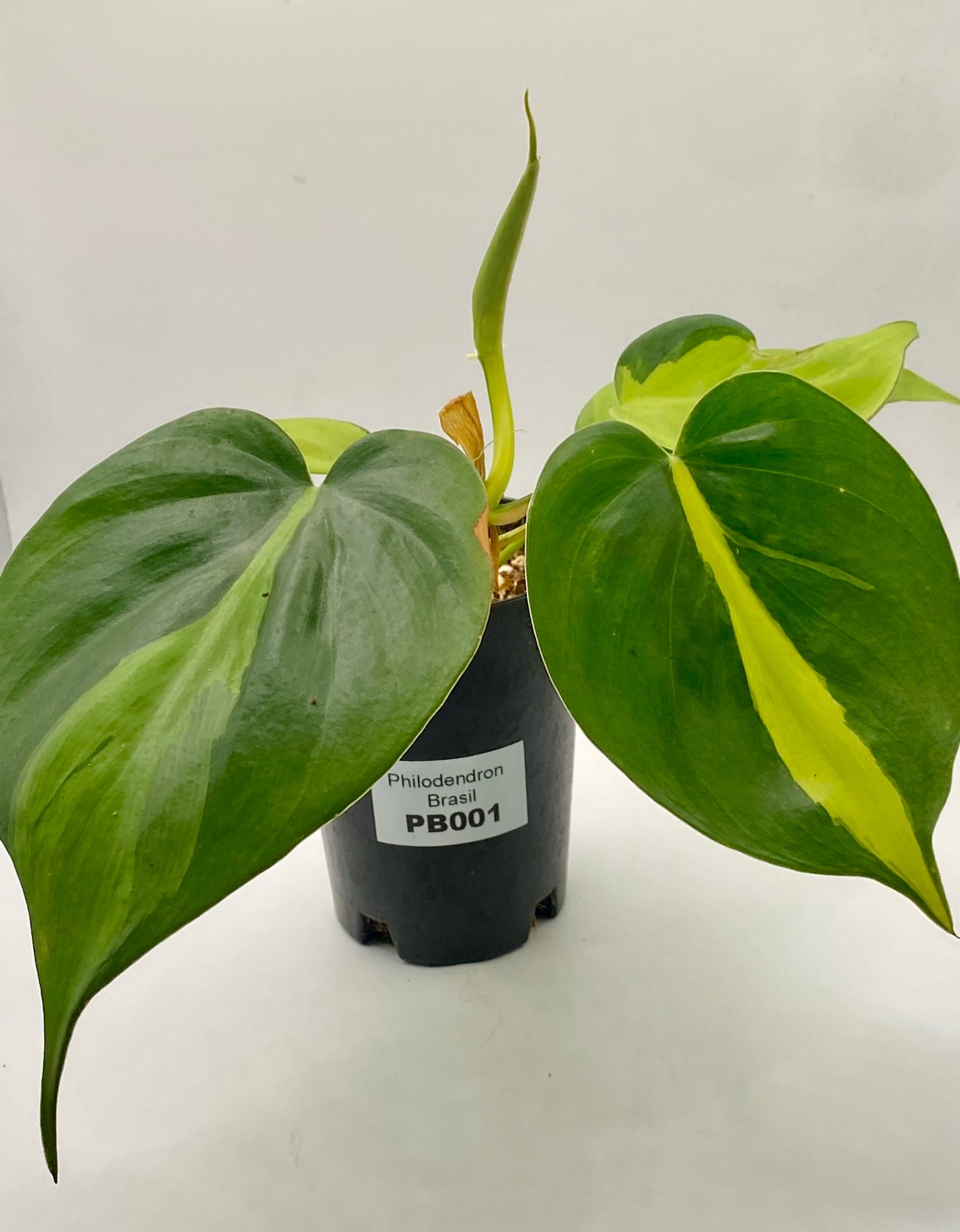 Philodendron Brasil