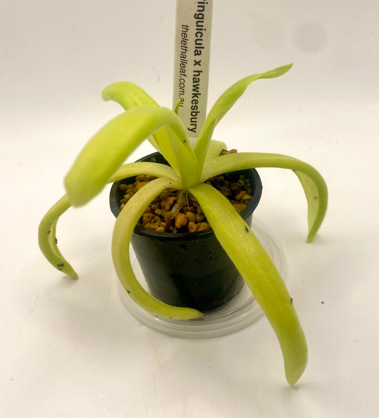 Pinguicula - x Hawkesburry