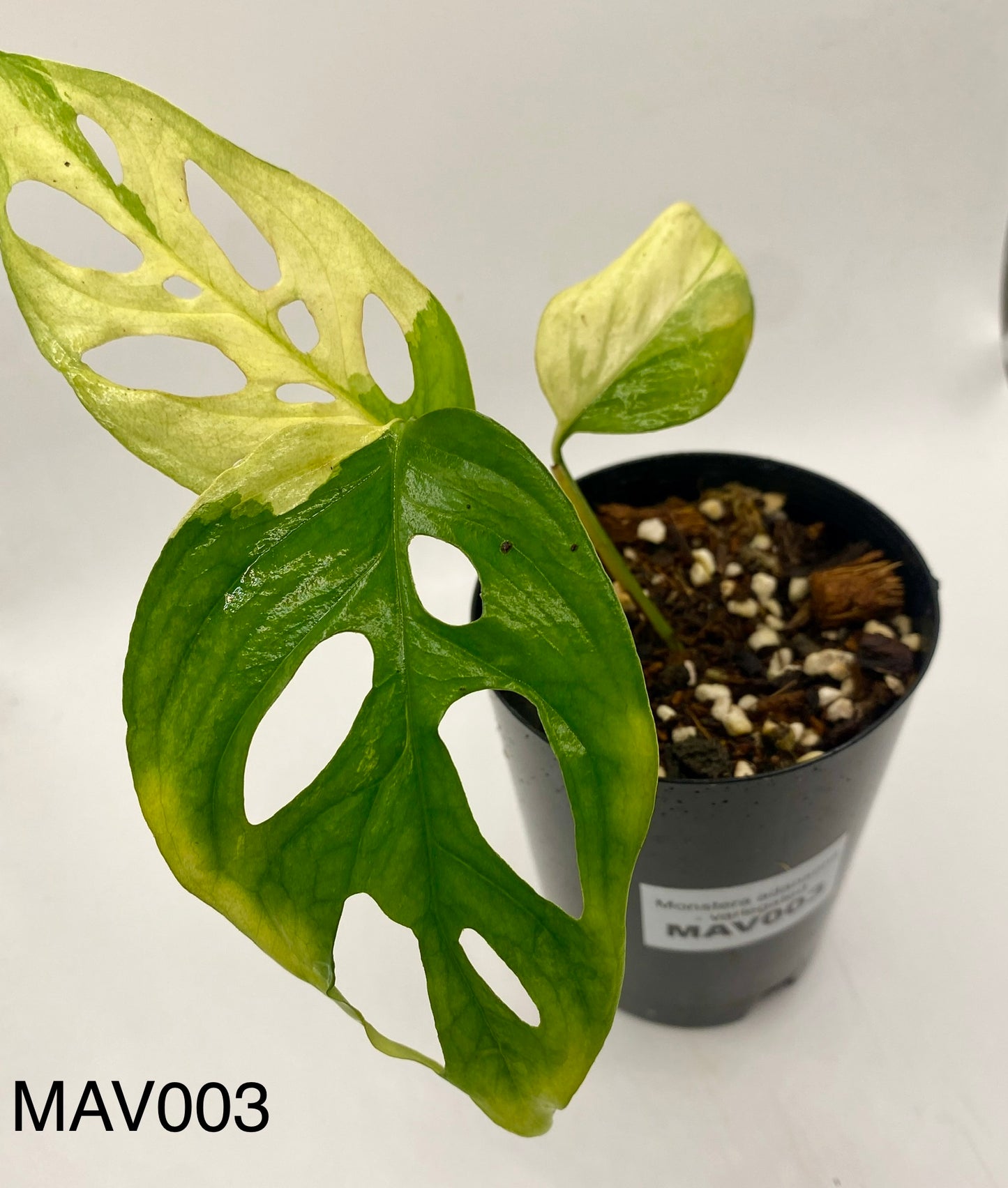 Monsters adonsii - variegated