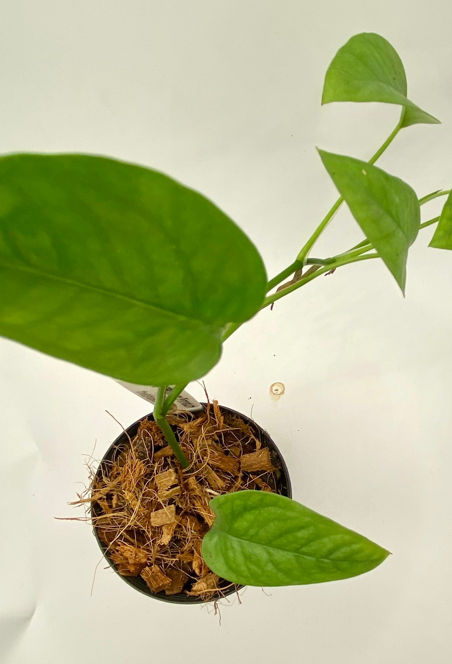Epipremnum Pinnatum - cebu blue