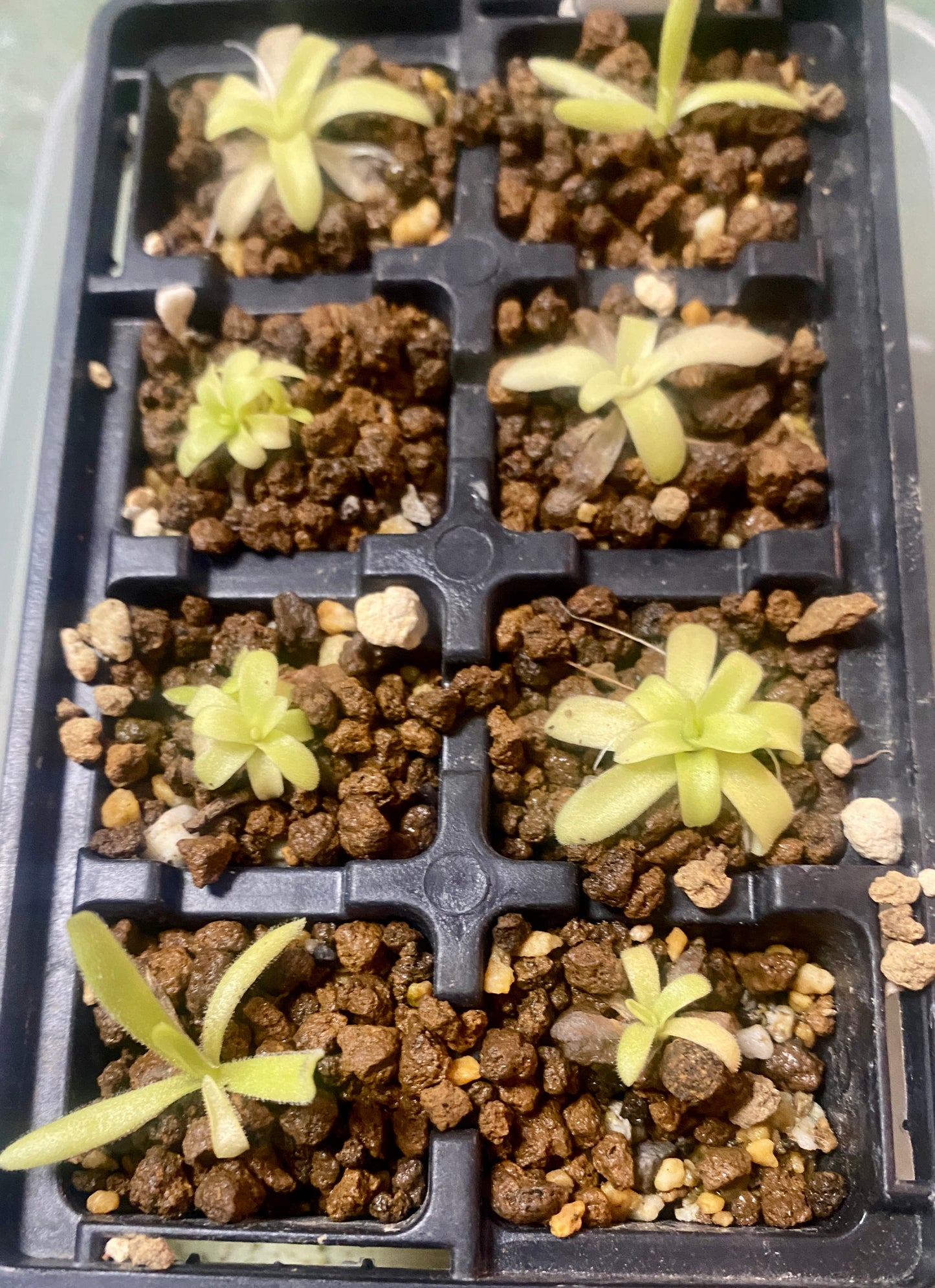 Pinguicula - x Hawkesburry