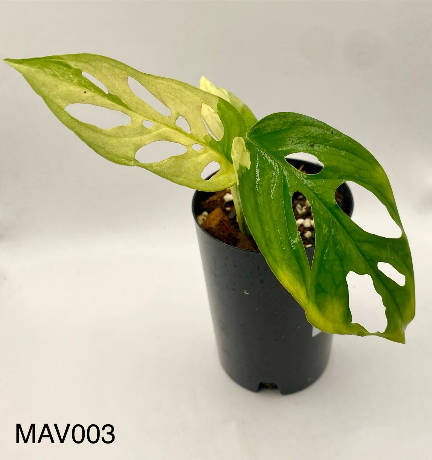 Monsters adonsii - variegated