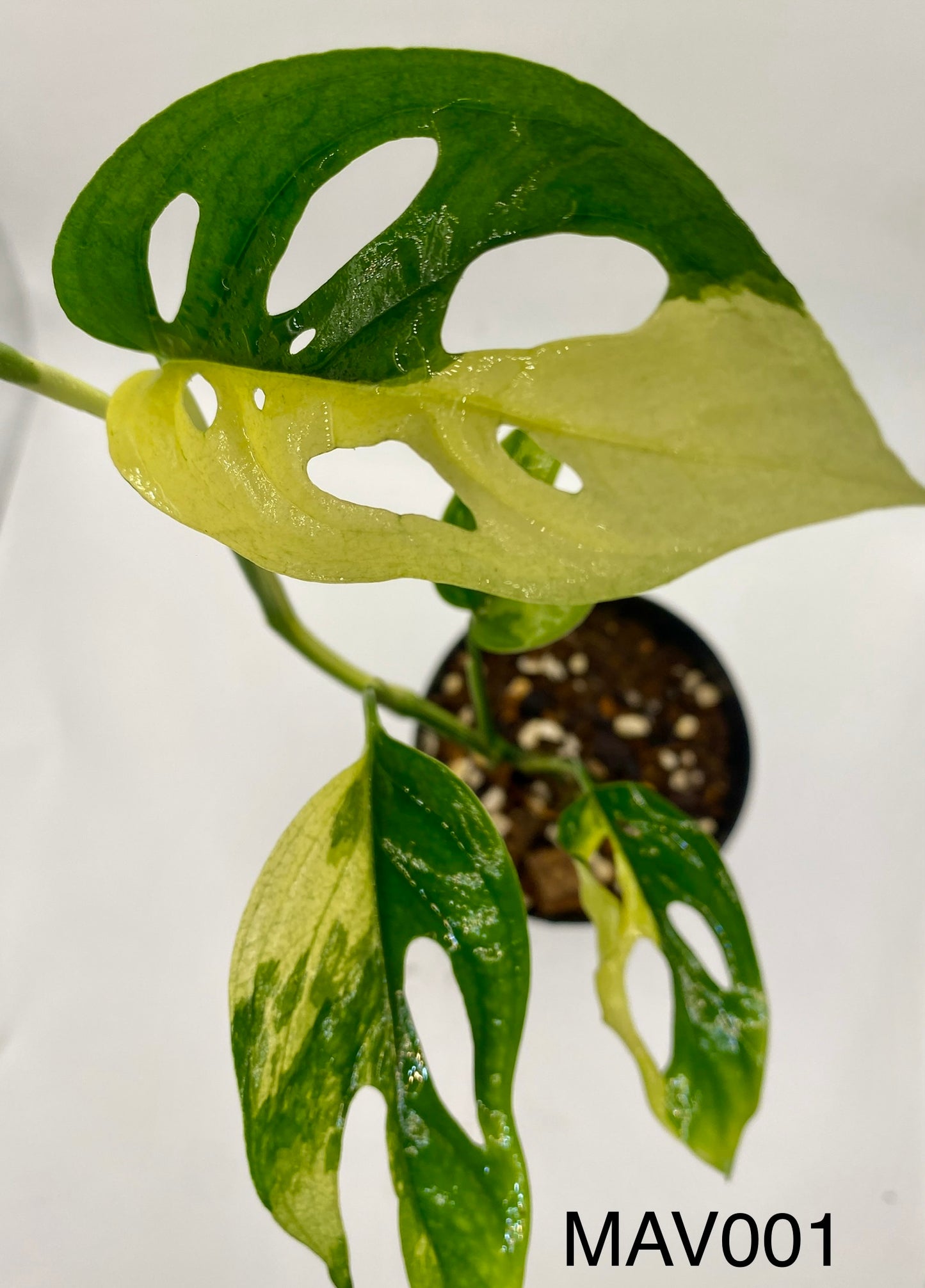 Monsters adonsii - variegated