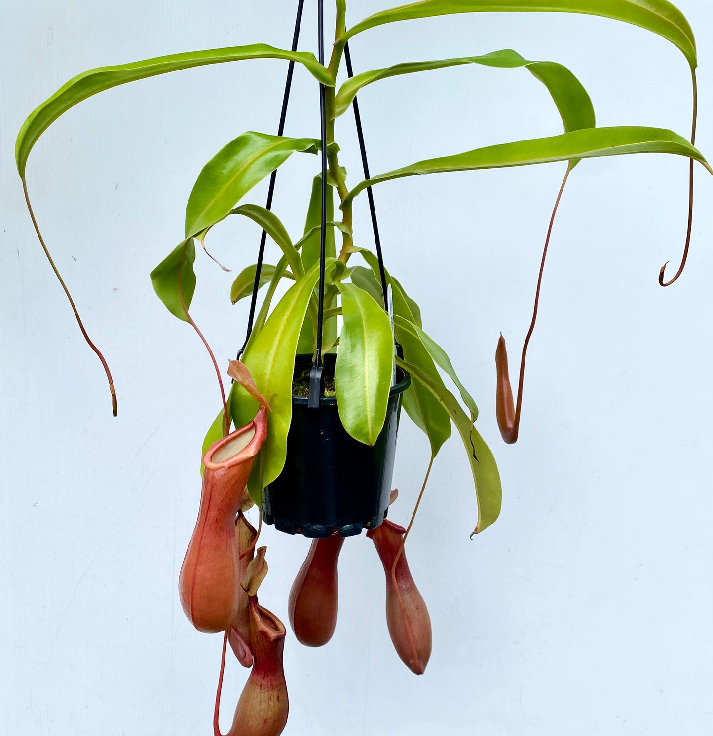 Nepenthes St Gaya (N. khasiana x (ventricosa x maxima) - M & M/L
