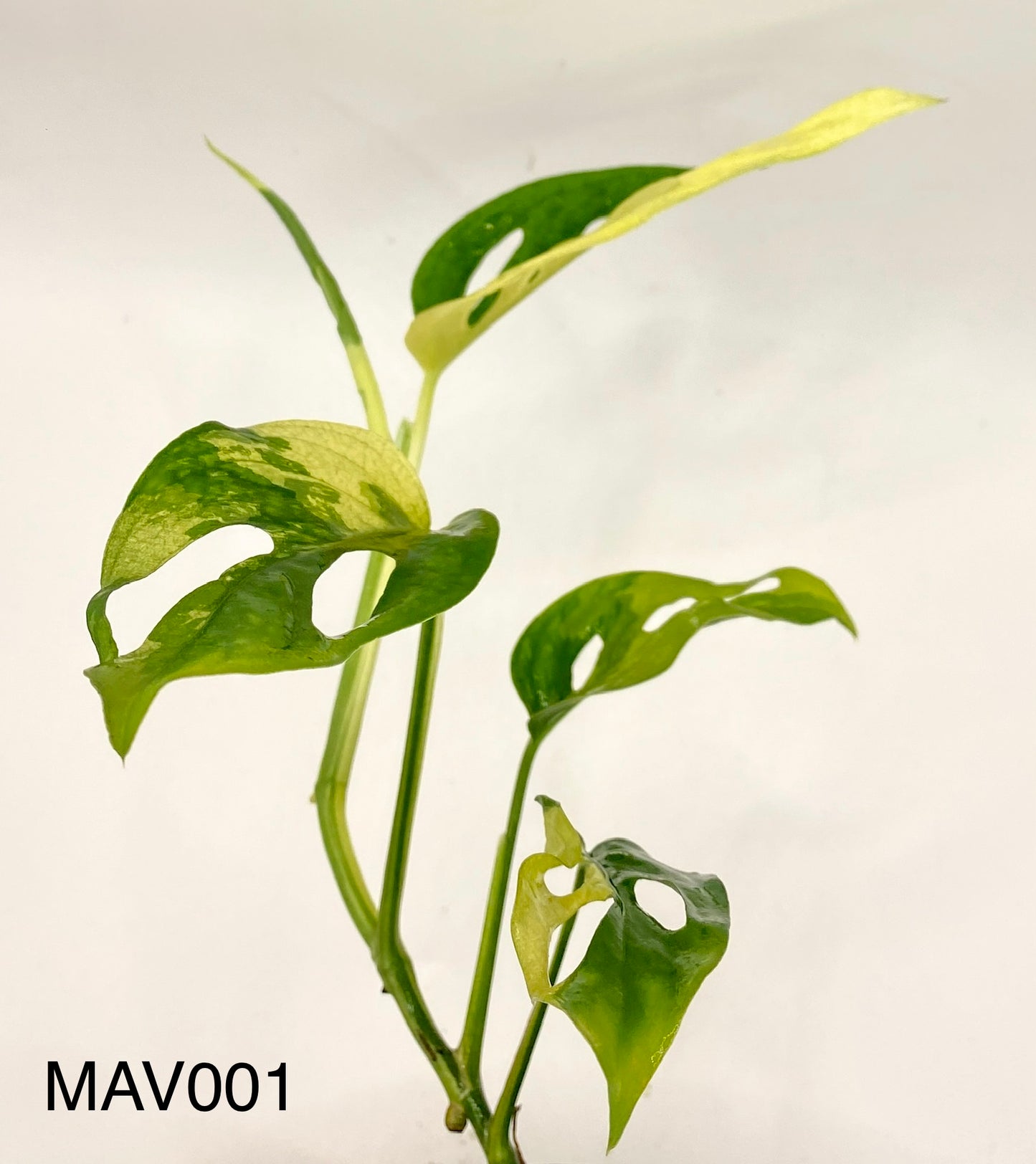 Monsters adonsii - variegated