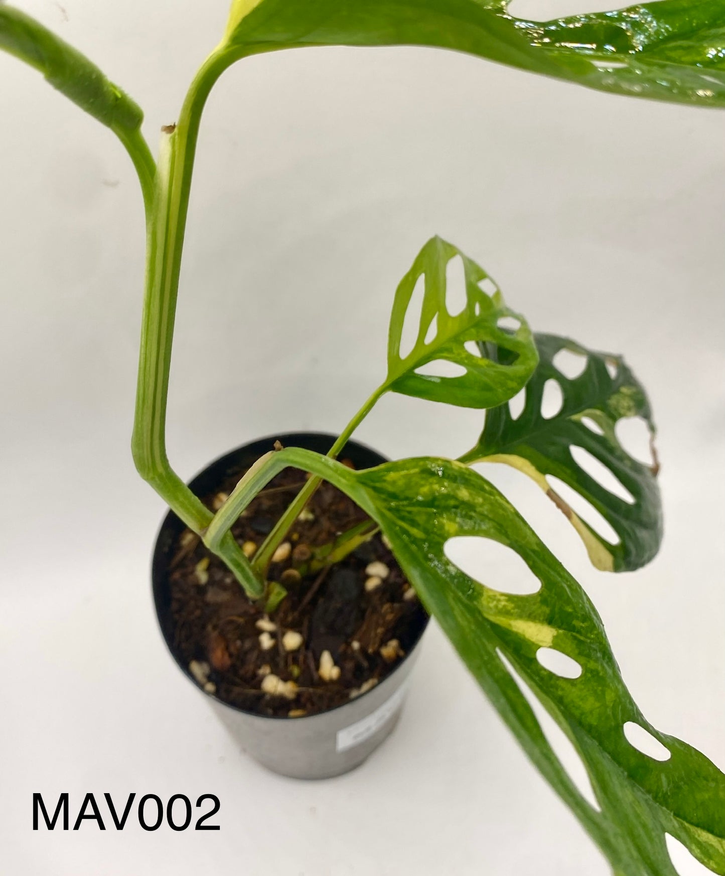 Monsters adonsii - variegated