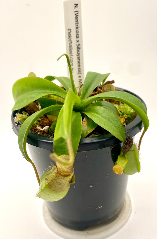 N. (Ventricosa x Sibuyanensis) x Minima - seed grown