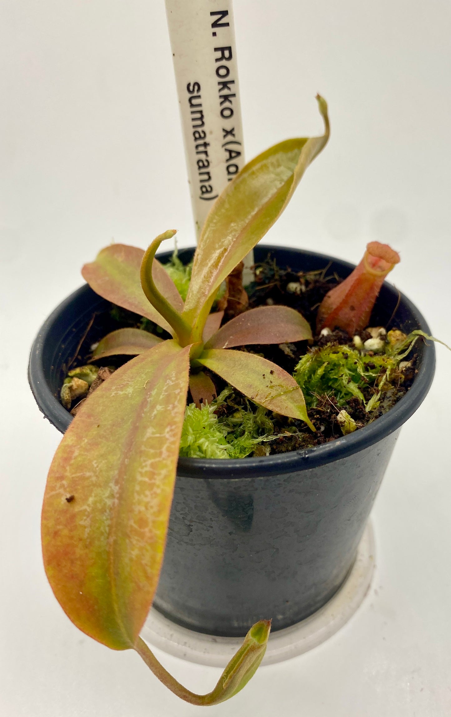 Nepenthes Rokko x (Adrianii x Sumatrana) - XS - seed grown