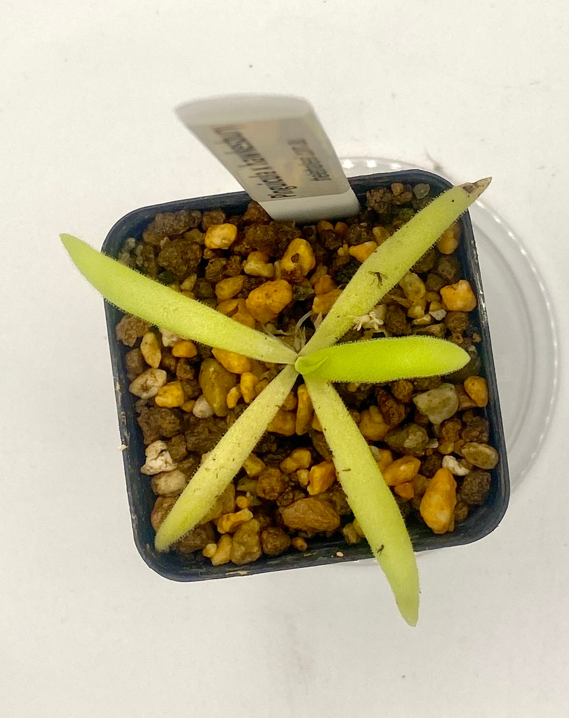 Pinguicula - x Hawkesburry