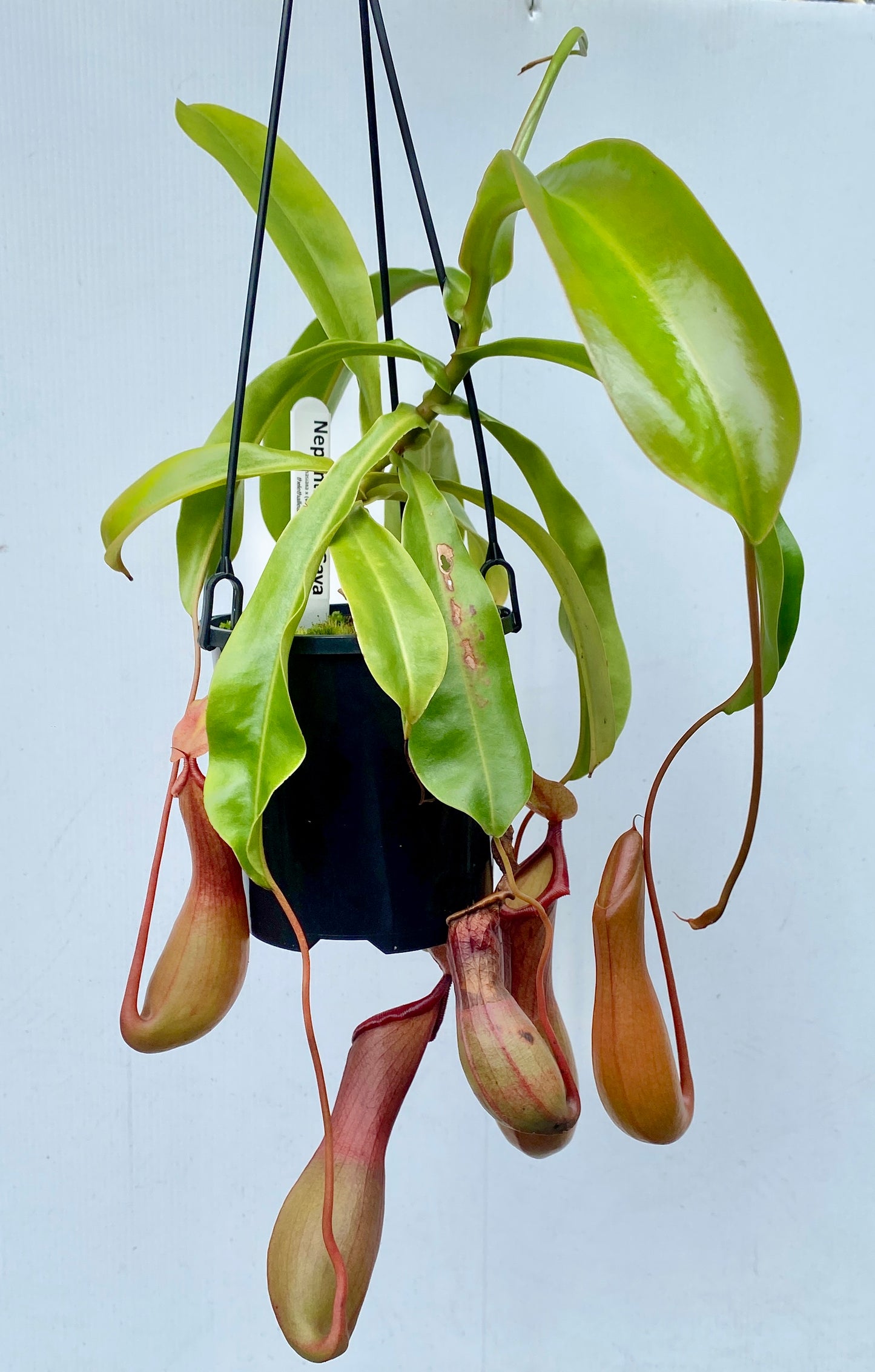 Nepenthes St Gaya (N. khasiana x (ventricosa x maxima) - M & M/L