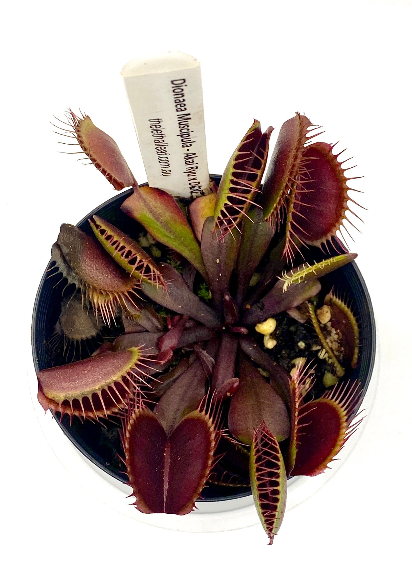 Dionaea muscipula - Venus Fly Trap - Akai Ryu x DCXL