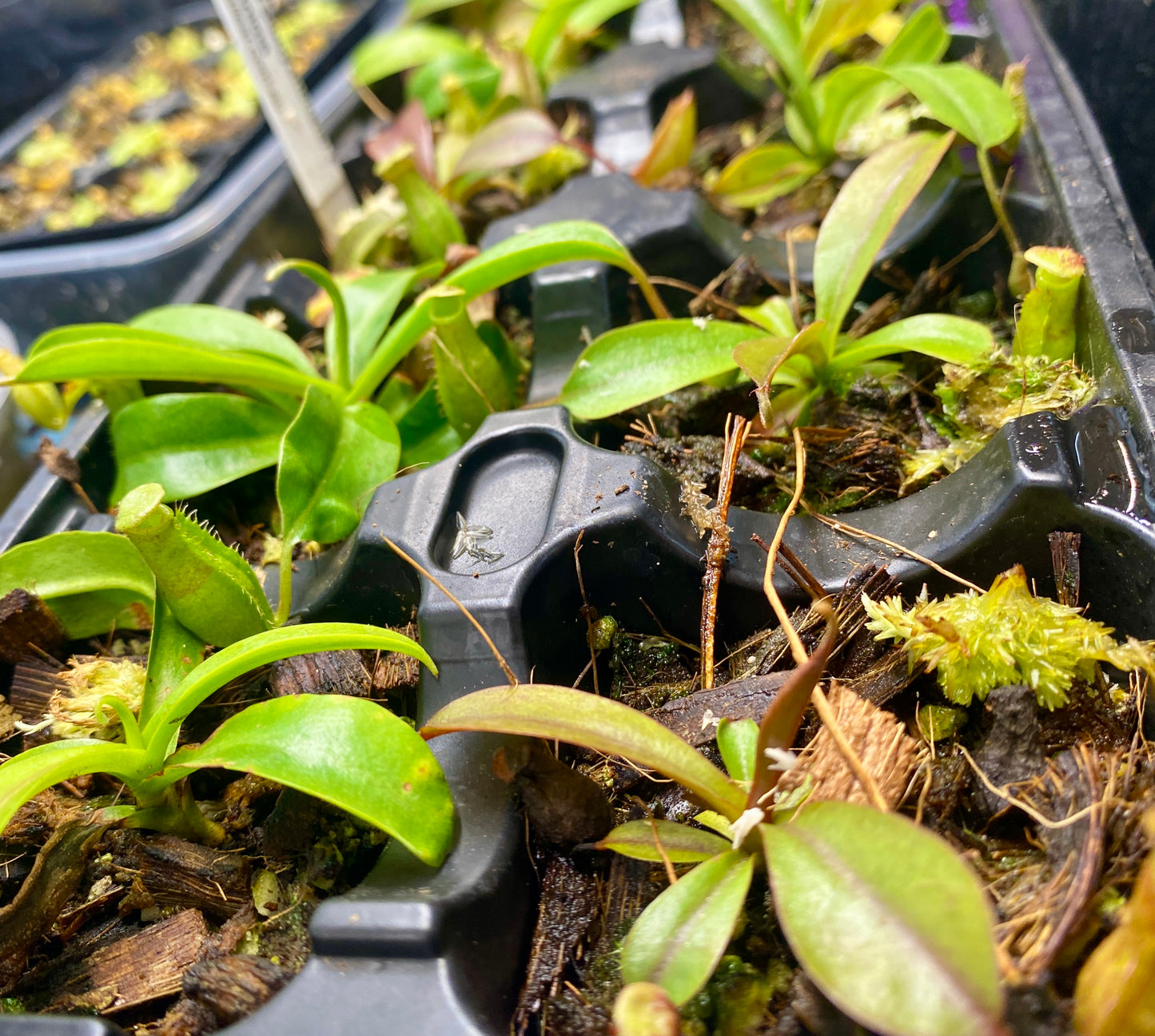 N. (Ventricosa x Sibuyanensis) x Minima - seed grown