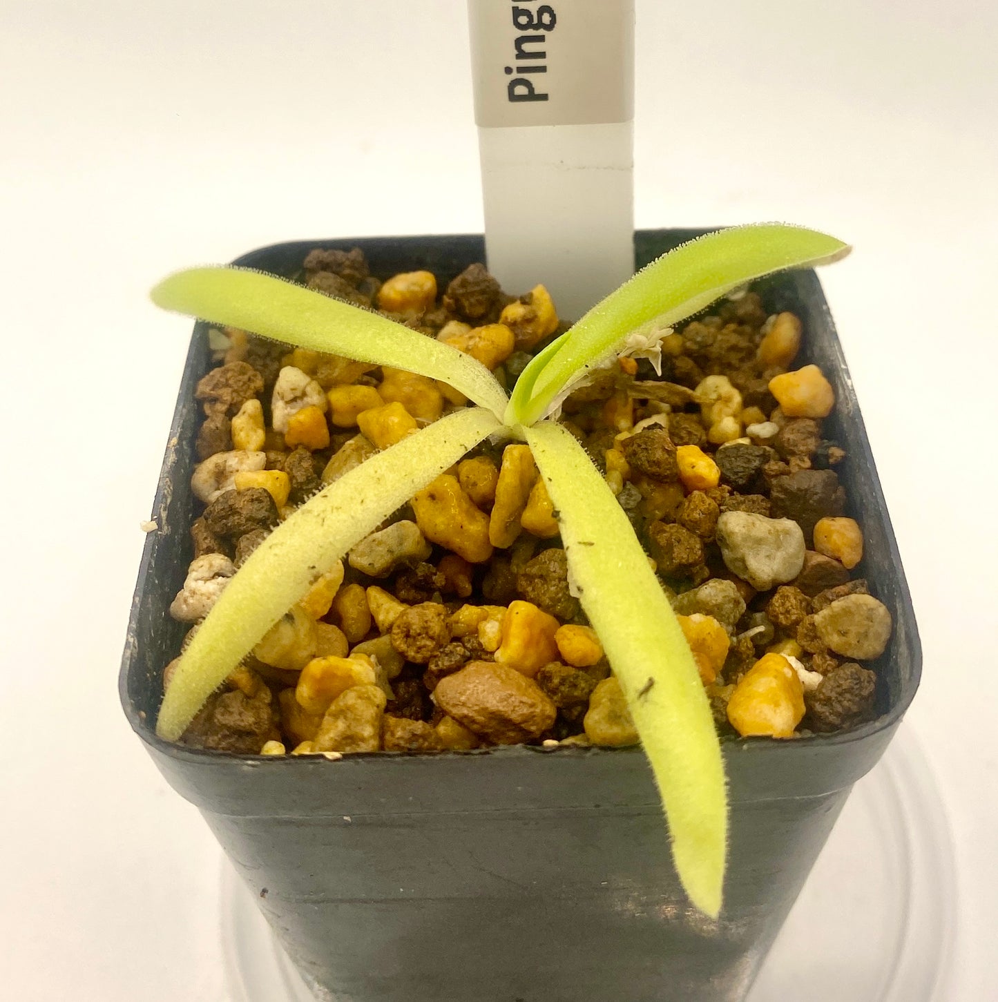 Pinguicula - x Hawkesburry