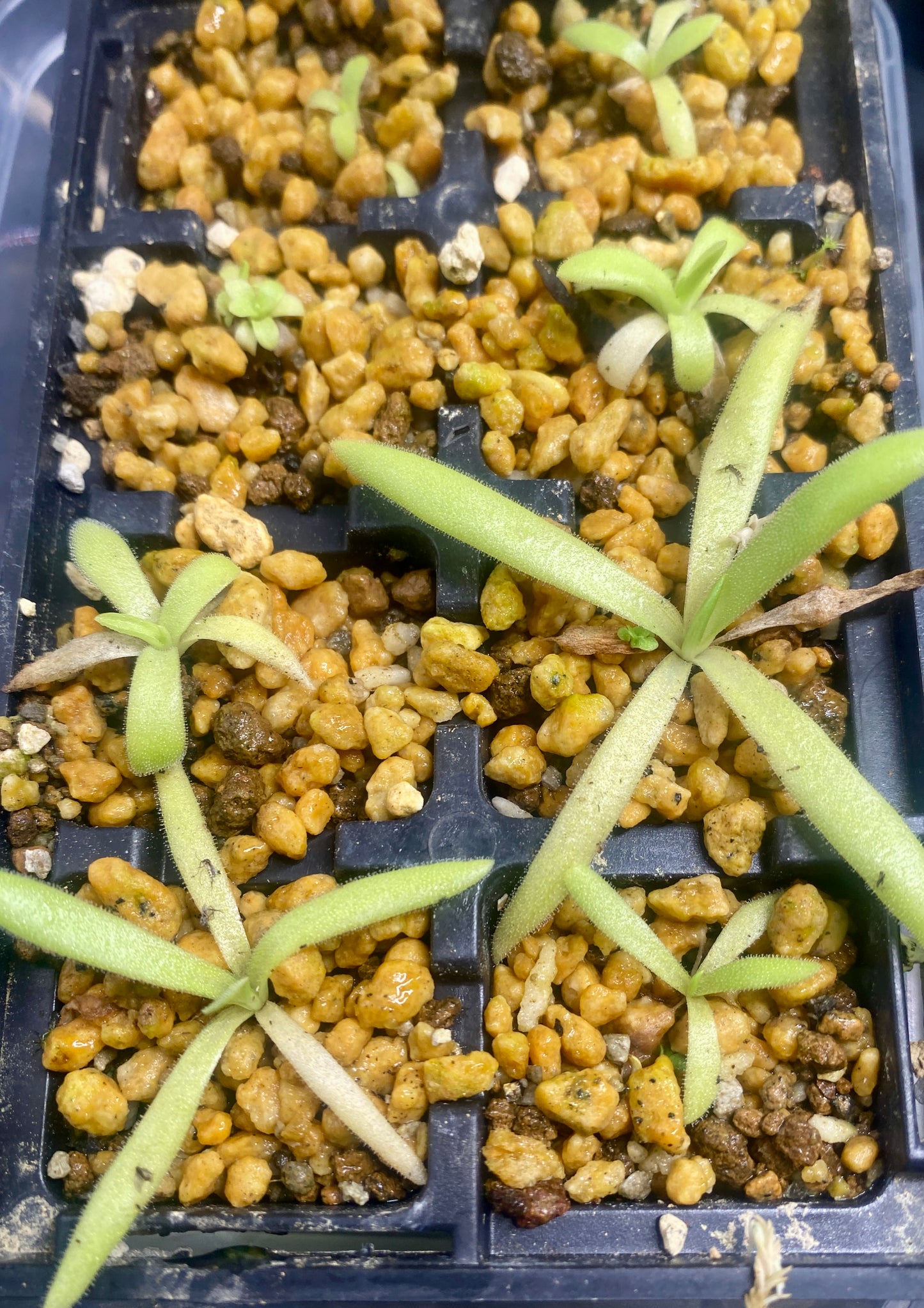 Pinguicula - x Hawkesburry