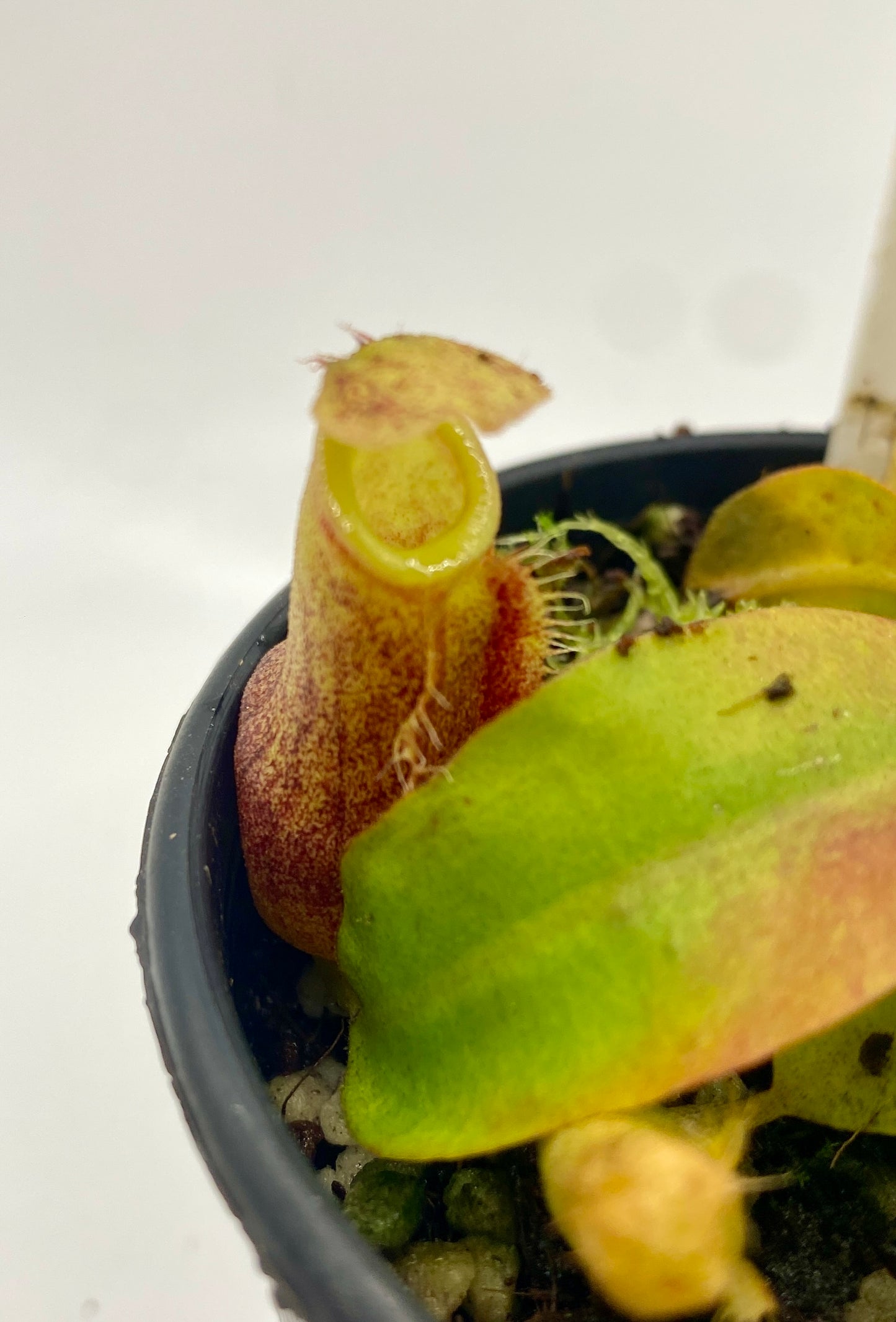 Nepenthes Rokko x (Adrianii x Sumatrana) - XS - seed grown