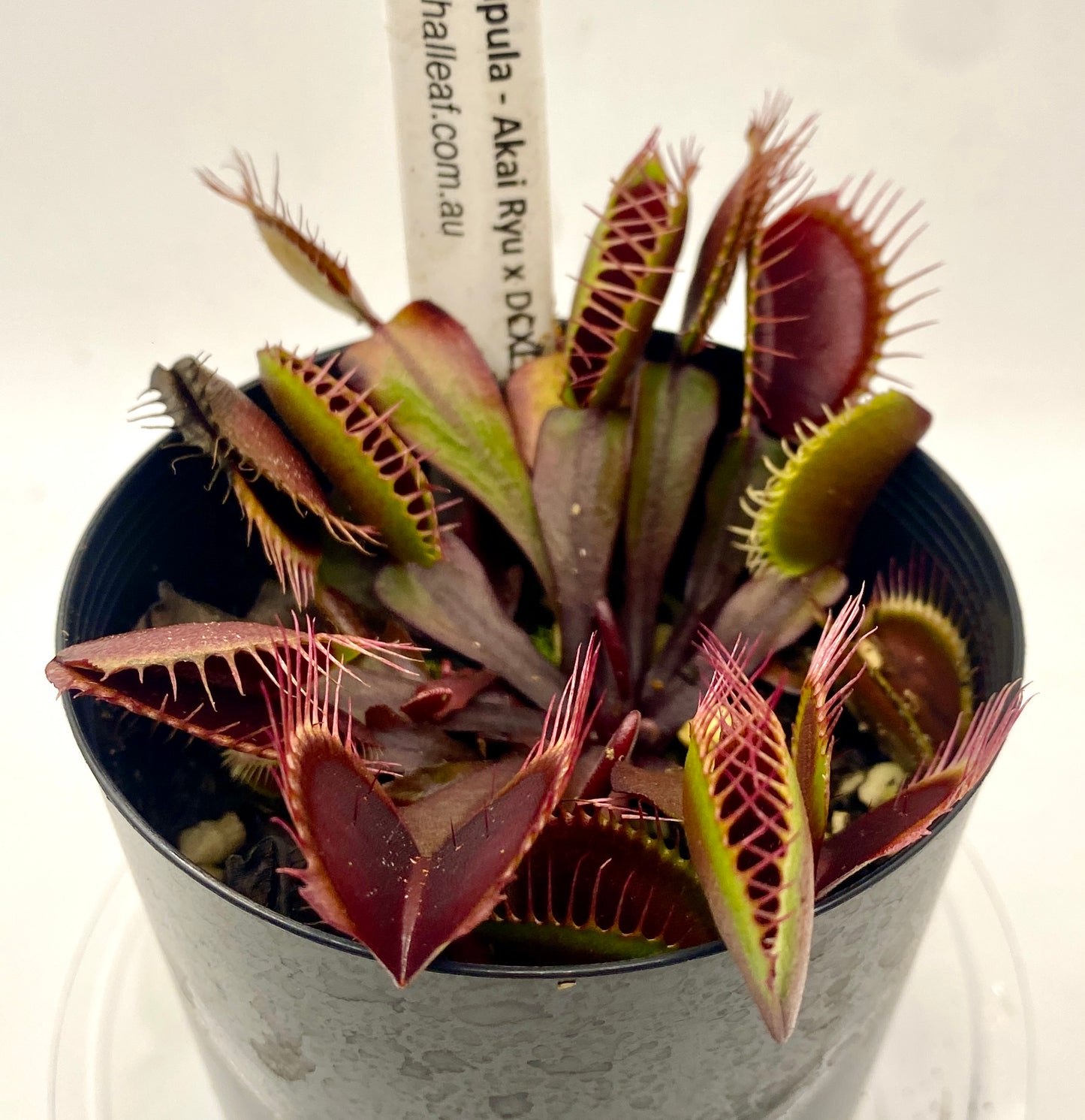 Dionaea muscipula - Venus Fly Trap - Akai Ryu x DCXL