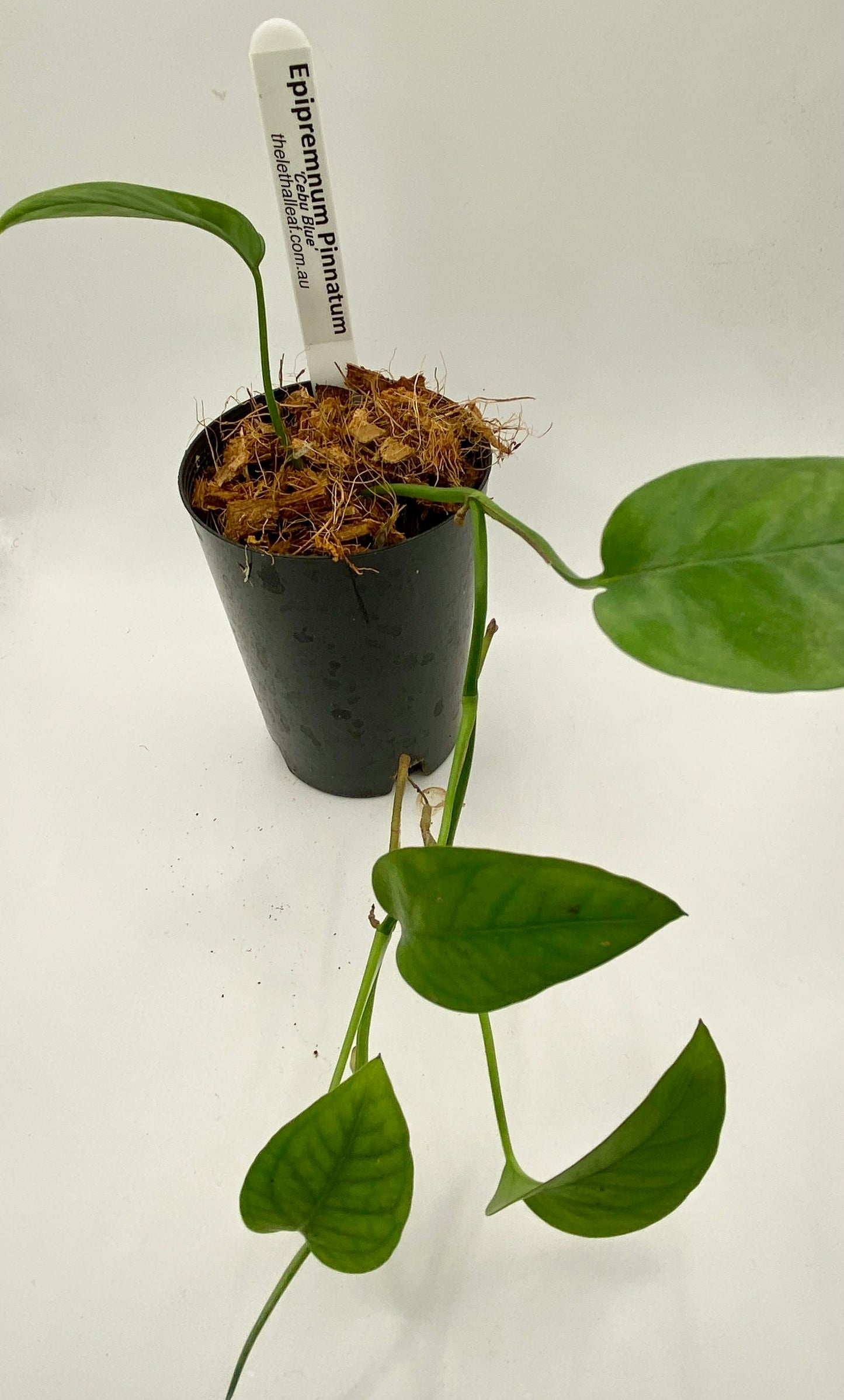 Epipremnum Pinnatum - cebu blue