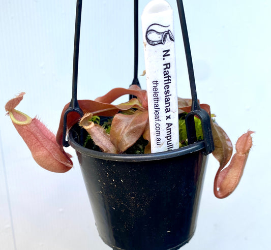 Nepenthes rafflesiana x ampullaria - S