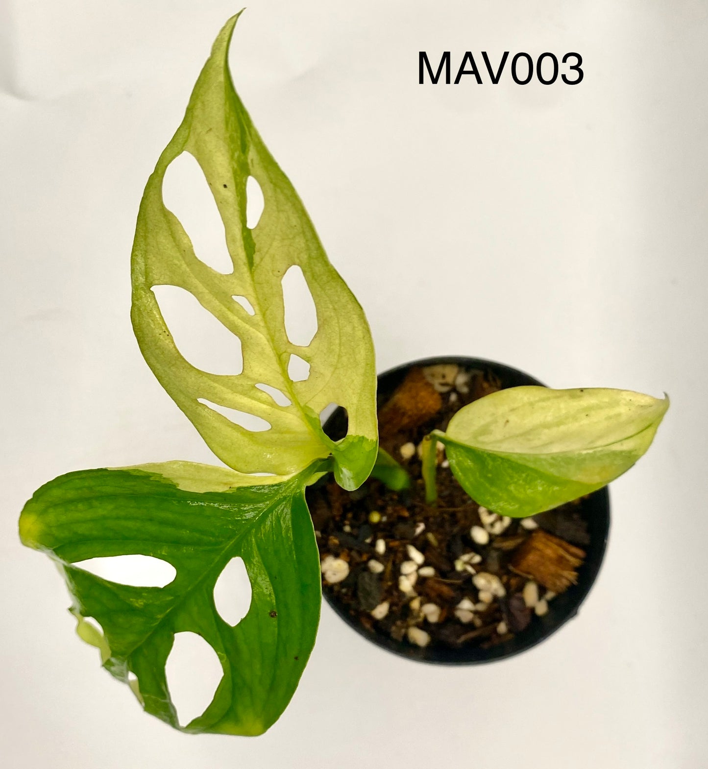 Monsters adonsii - variegated