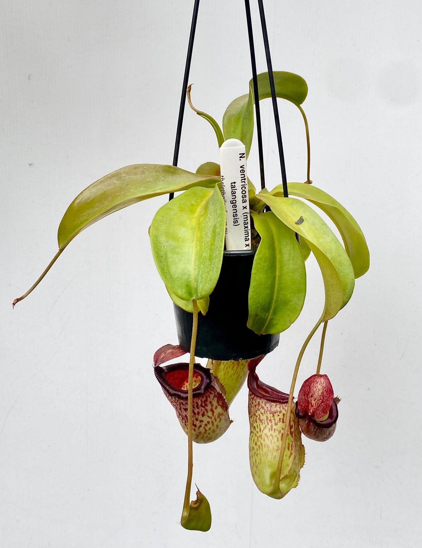 Nepenthes ventricosa x (maxima x talangensis) - S/M - Female