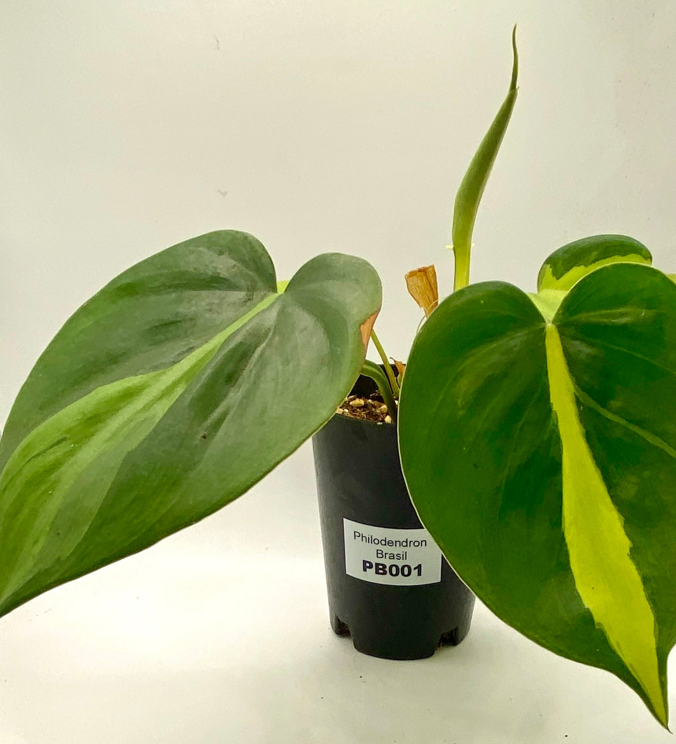Philodendron Brasil