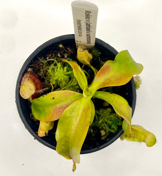 Nepenthes Rokko x (Adrianii x Sumatrana) - XS - seed grown