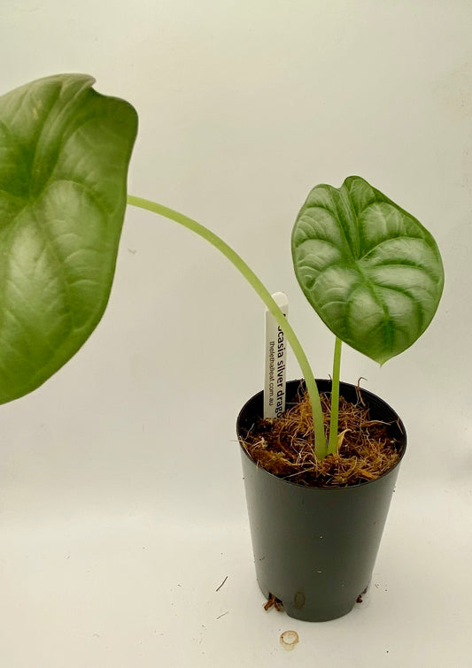 Alocasia Silver Dragon