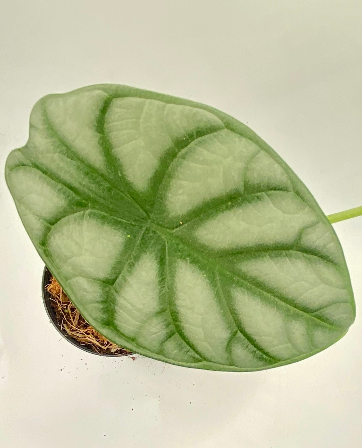 Alocasia Silver Dragon