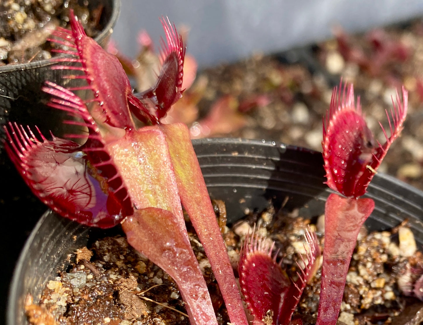 Dionaea muscipula - Venus Fly Trap - Akai Ryu x DCXL