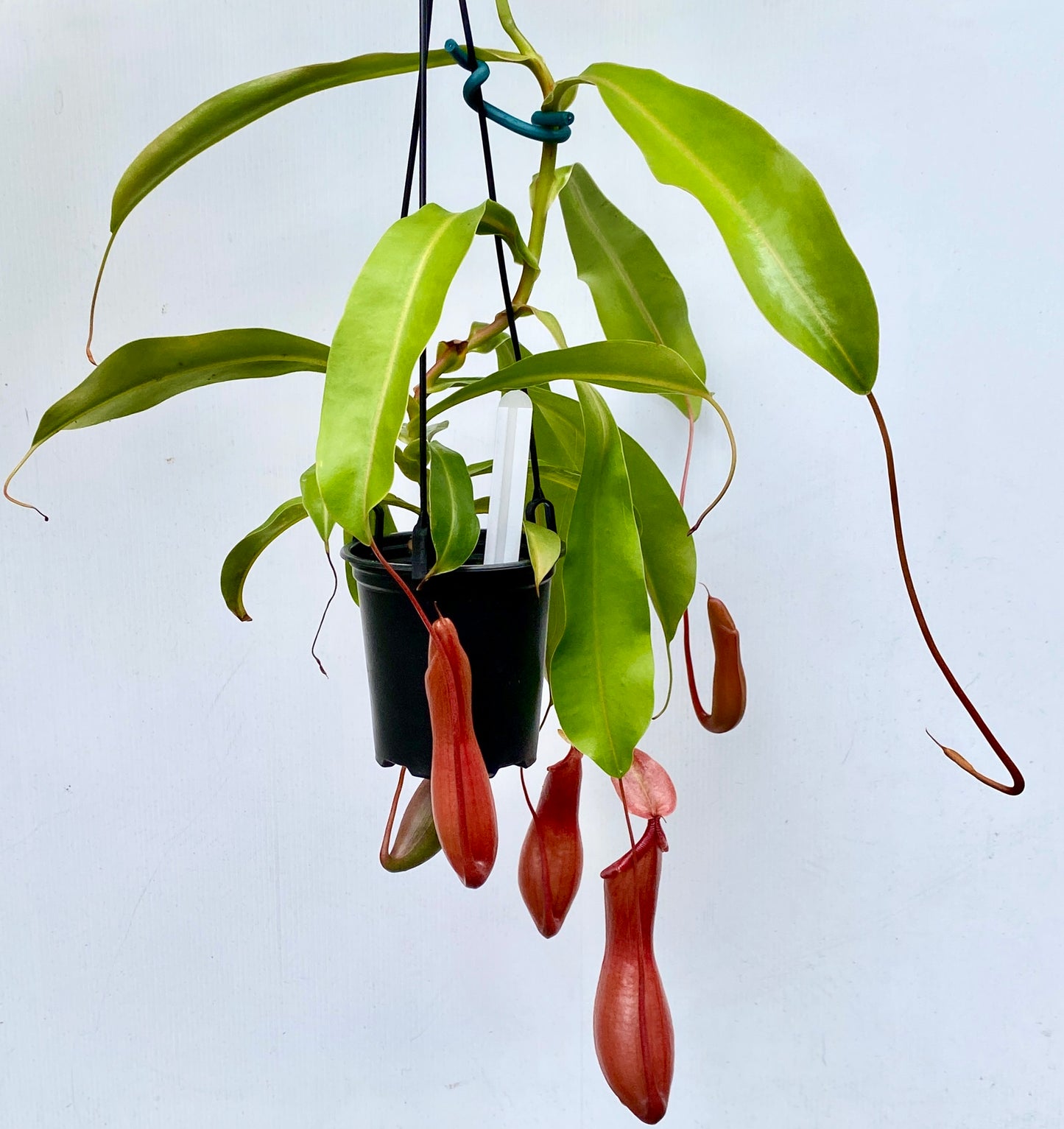 Nepenthes St Gaya (N. khasiana x (ventricosa x maxima) - M & M/L