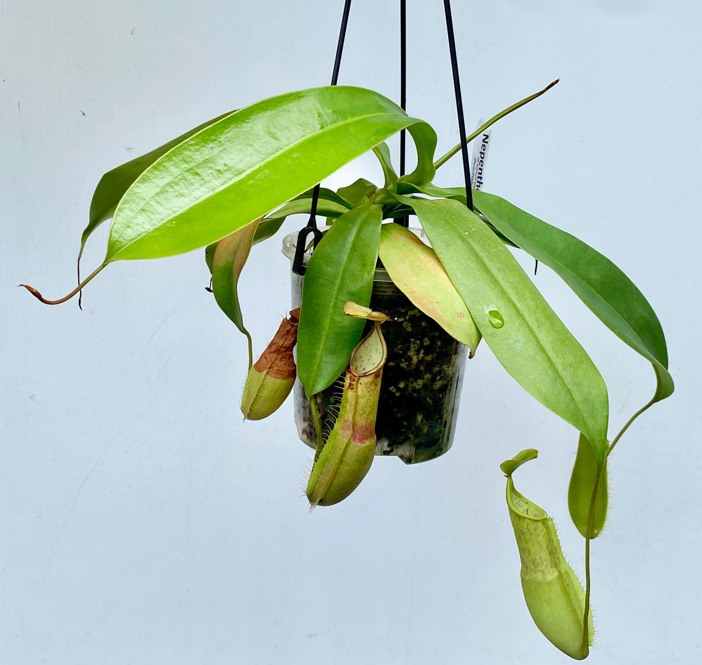 Nepenthes Louisa -  (N. Rebecca Soper x N. Hirsuta) - M