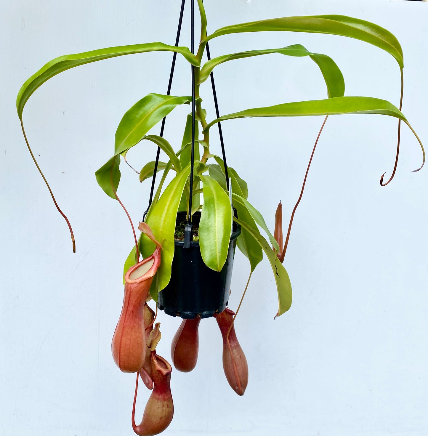 Nepenthes St Gaya (N. khasiana x (ventricosa x maxima) - M & M/L