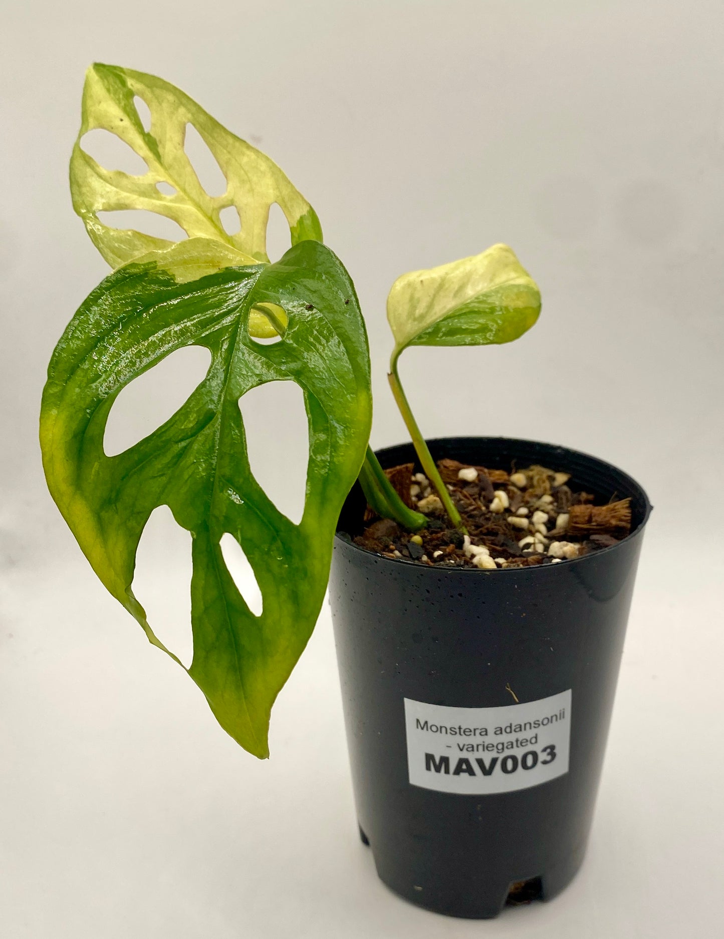 Monsters adonsii - variegated