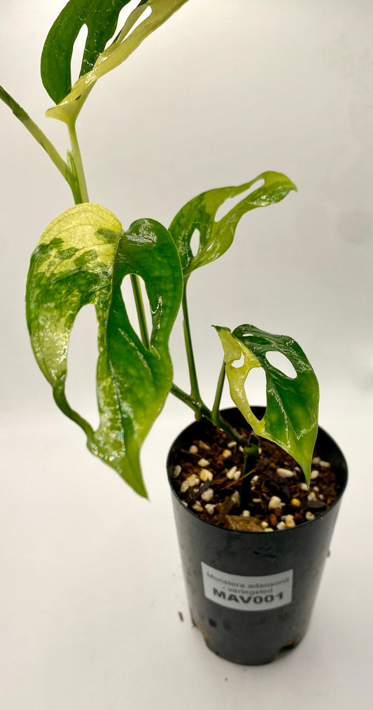 Monsters adonsii - variegated